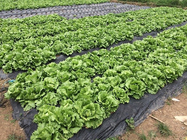 pěstování salátu